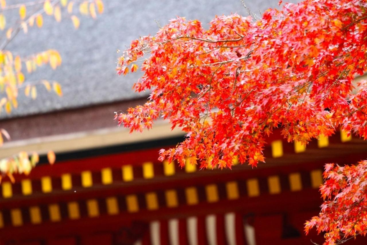 Stay Sakura Kyoto Shijo Karasuma מראה חיצוני תמונה